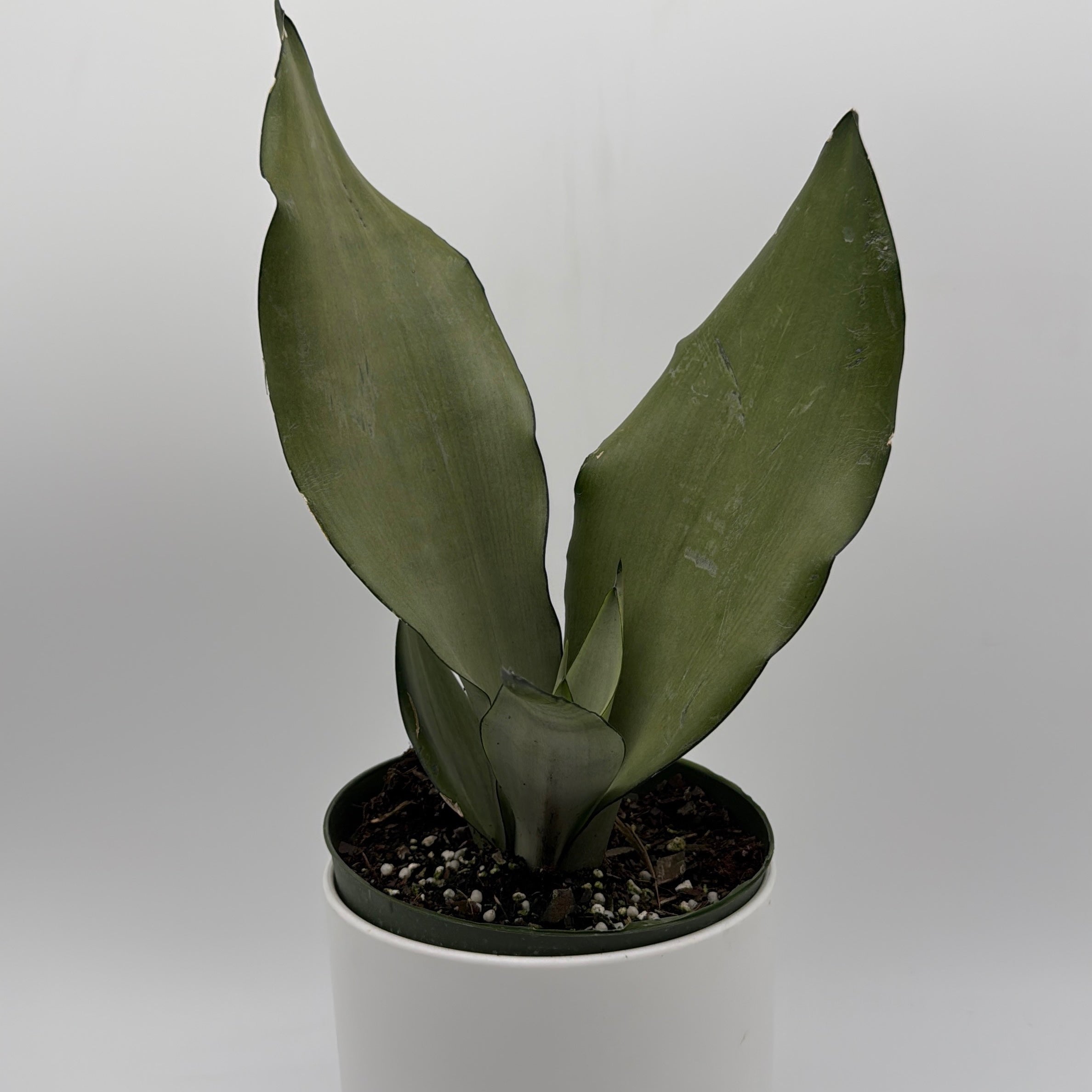 Sansevieria 'Moonshine'