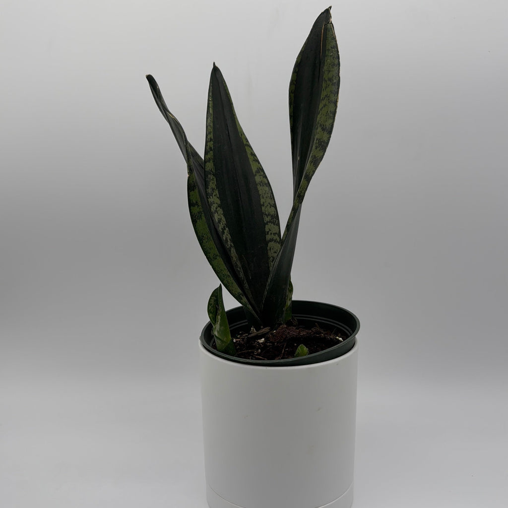 Sansevieria 'Whitney'