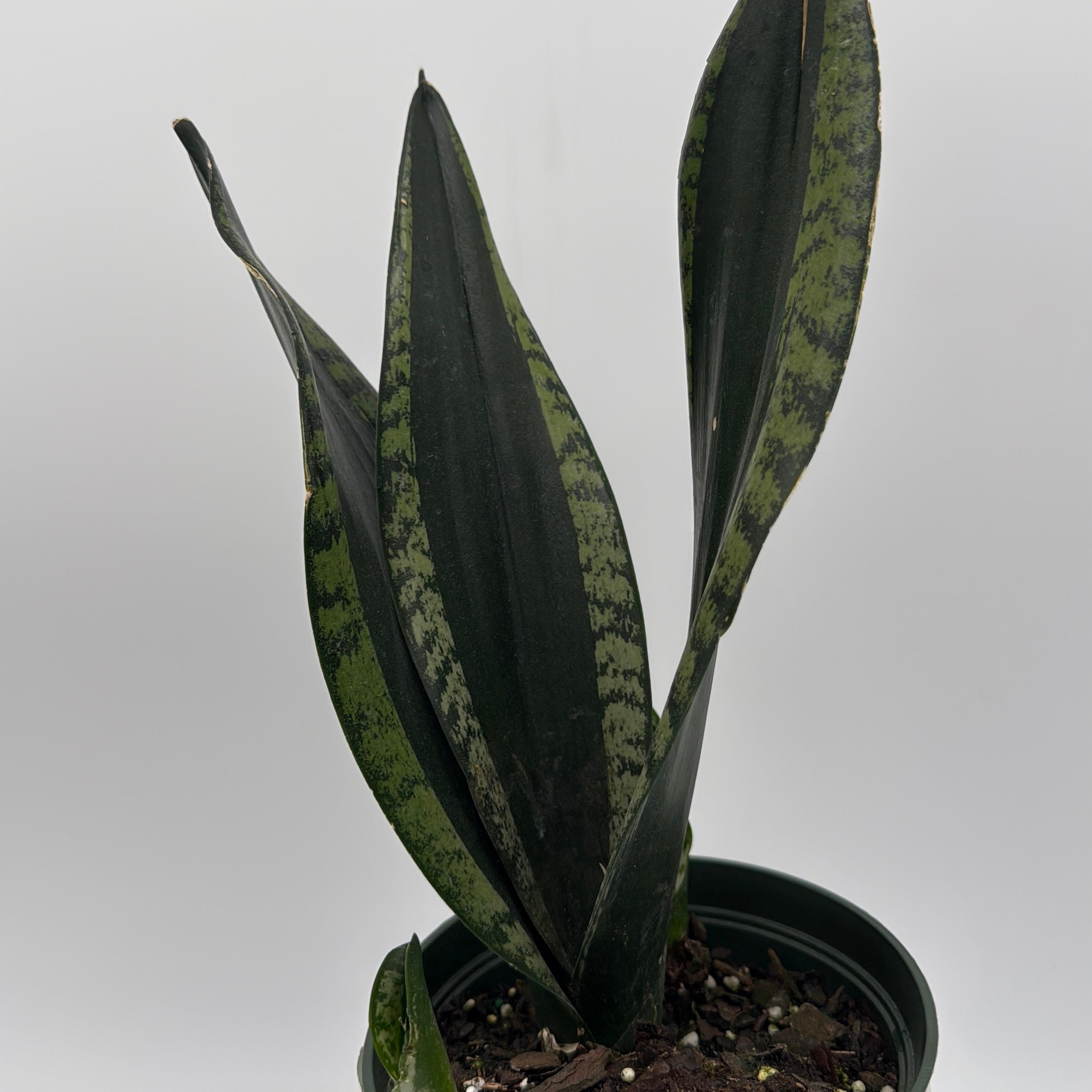 Sansevieria 'Whitney'