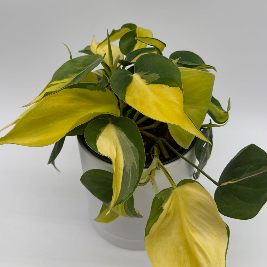 Philodendron Brazil