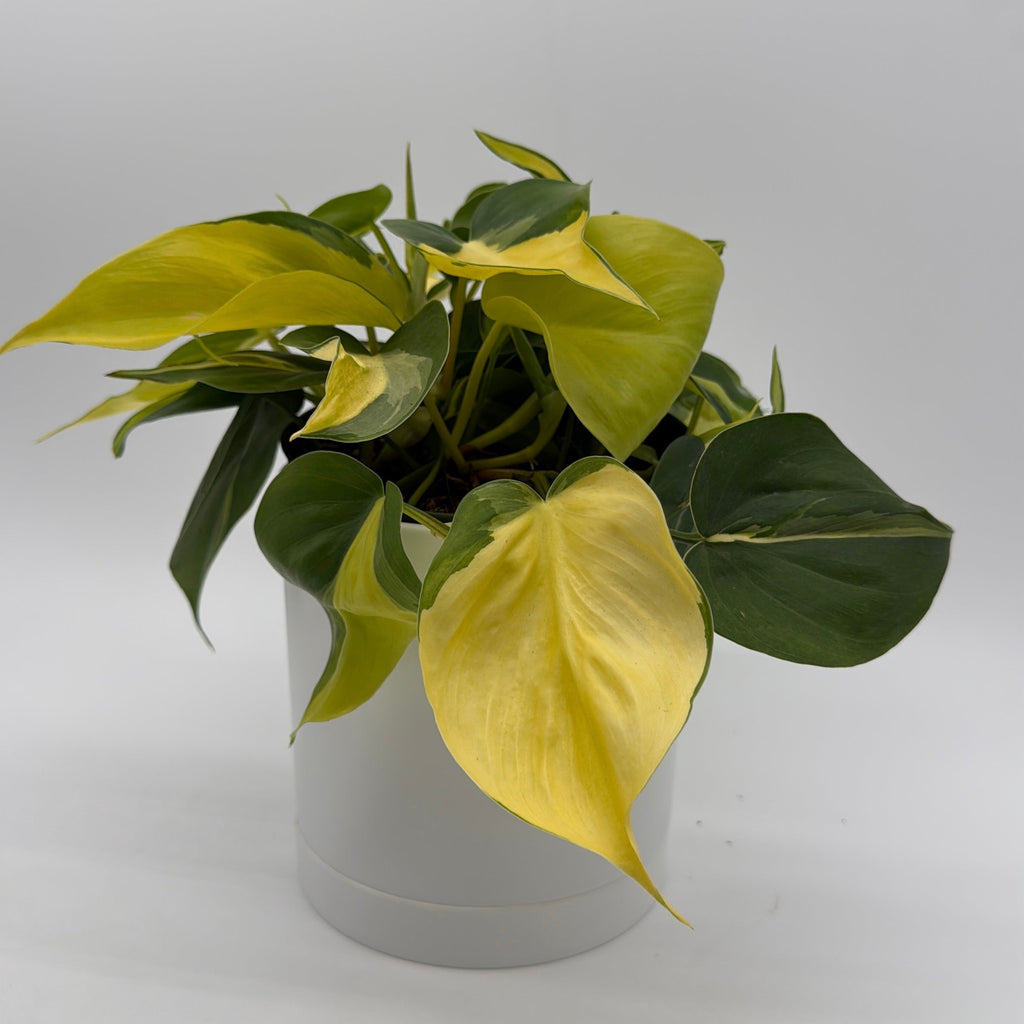 Philodendron Brazil