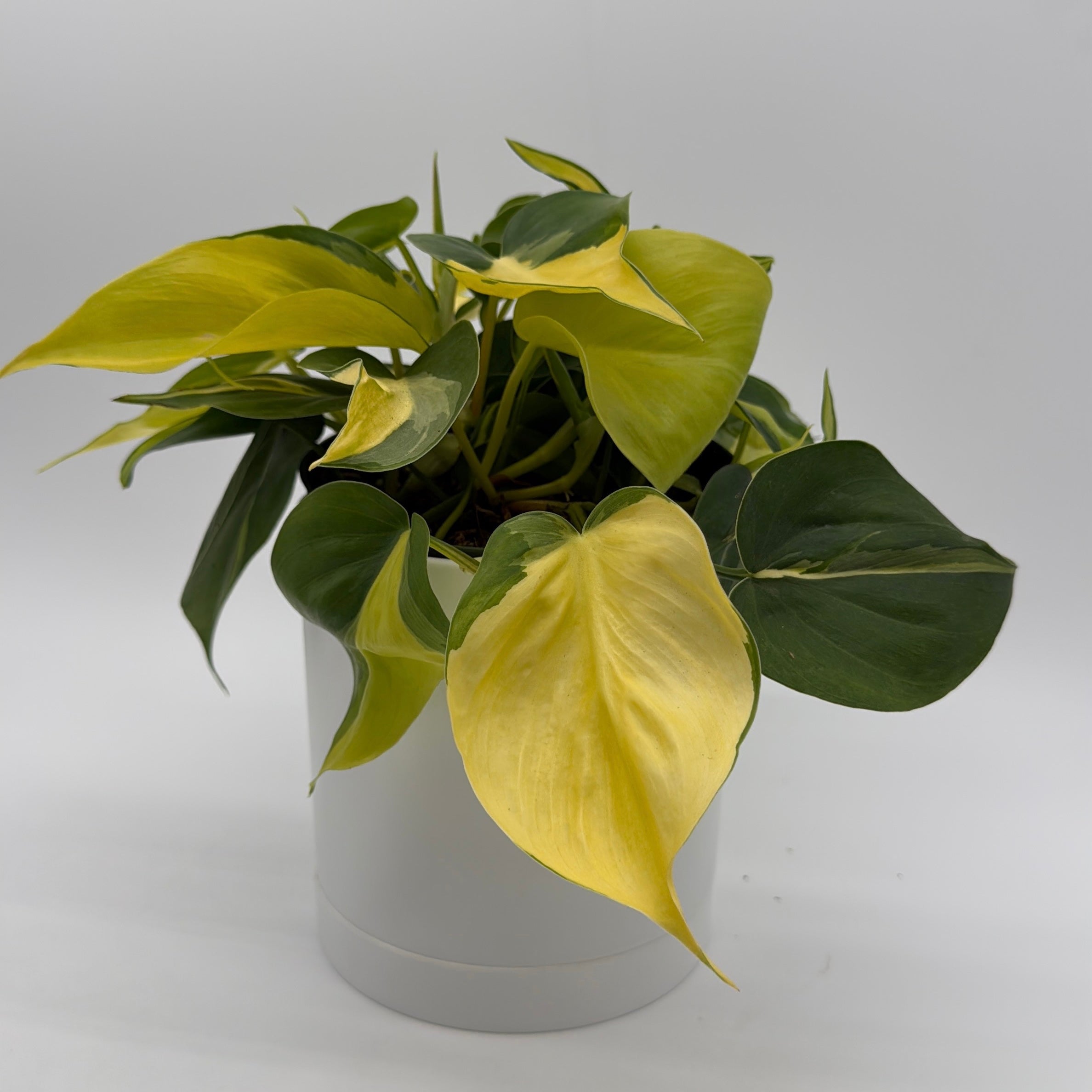 Philodendron Brazil