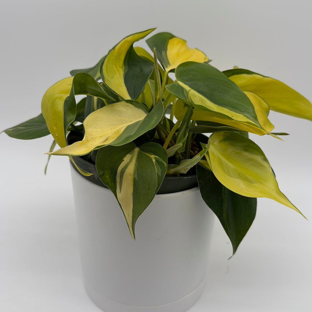 Philodendron Brazil