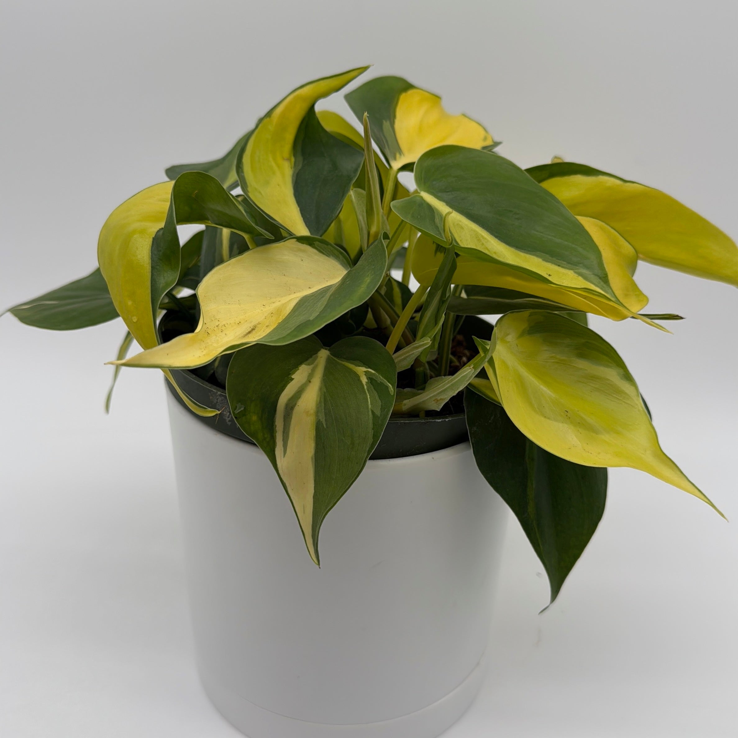Philodendron Brazil