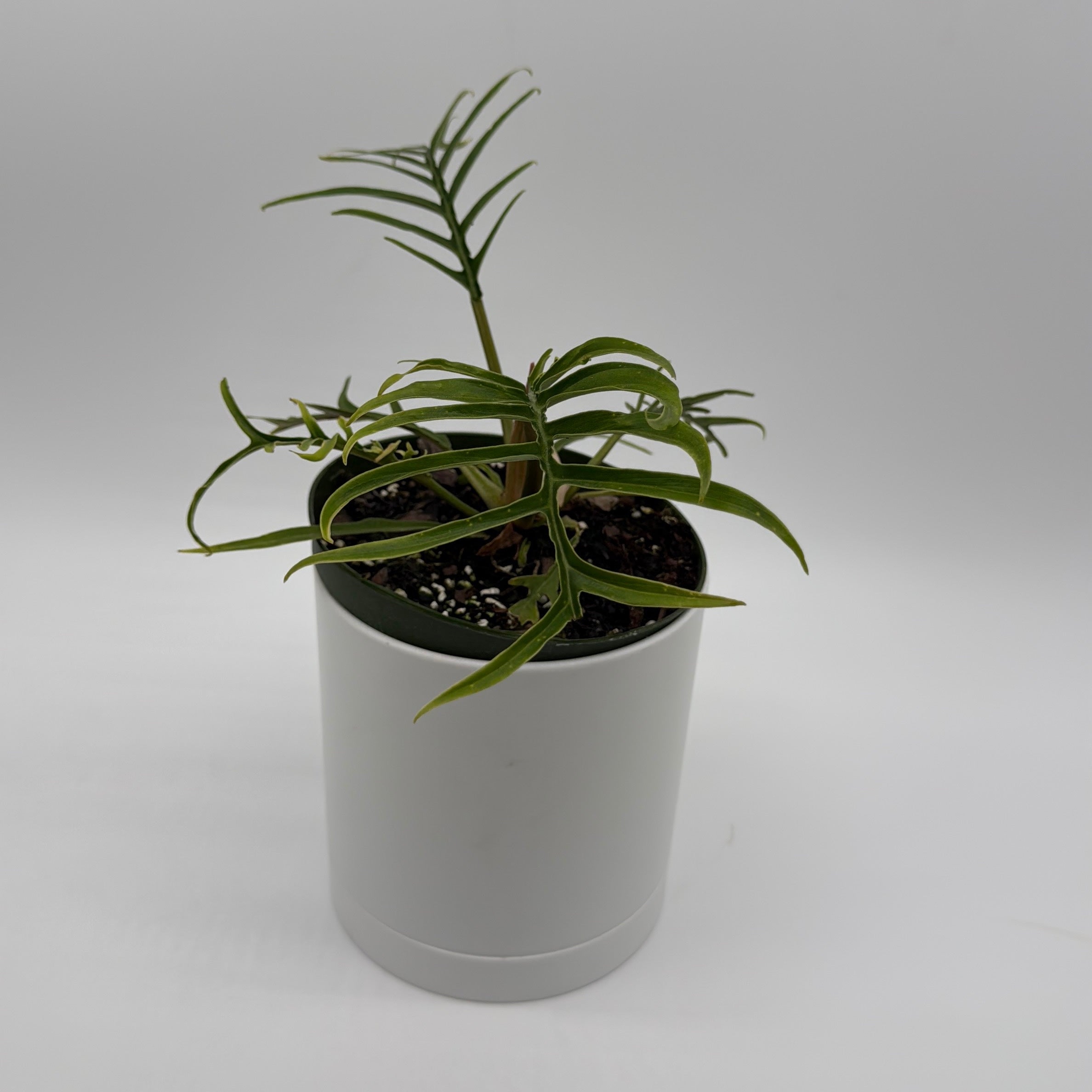 Philodendron Tortum