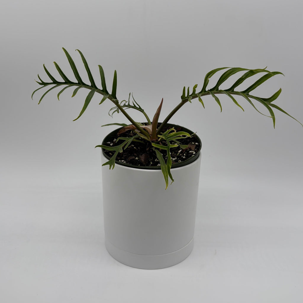 Philodendron Tortum