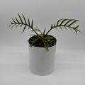 Philodendron Tortum