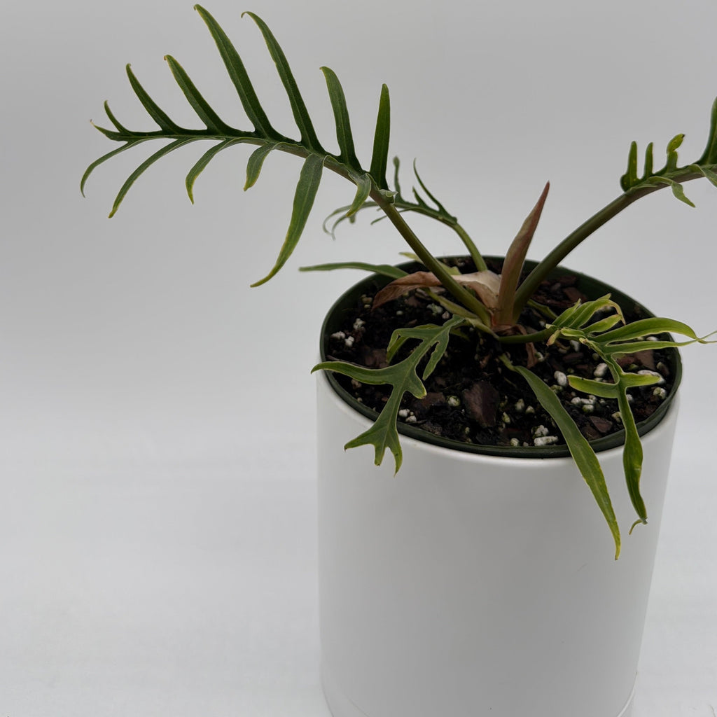 Philodendron Tortum