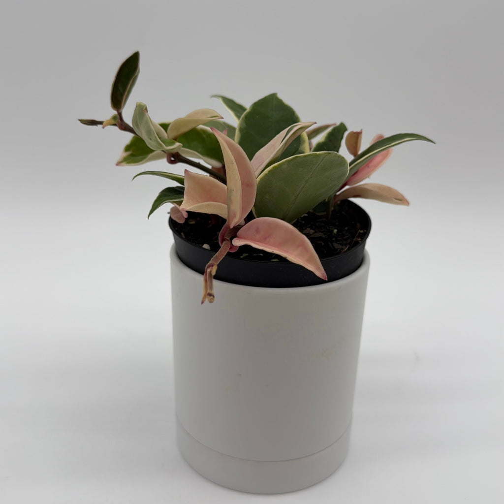 Hoya Krimson Queen