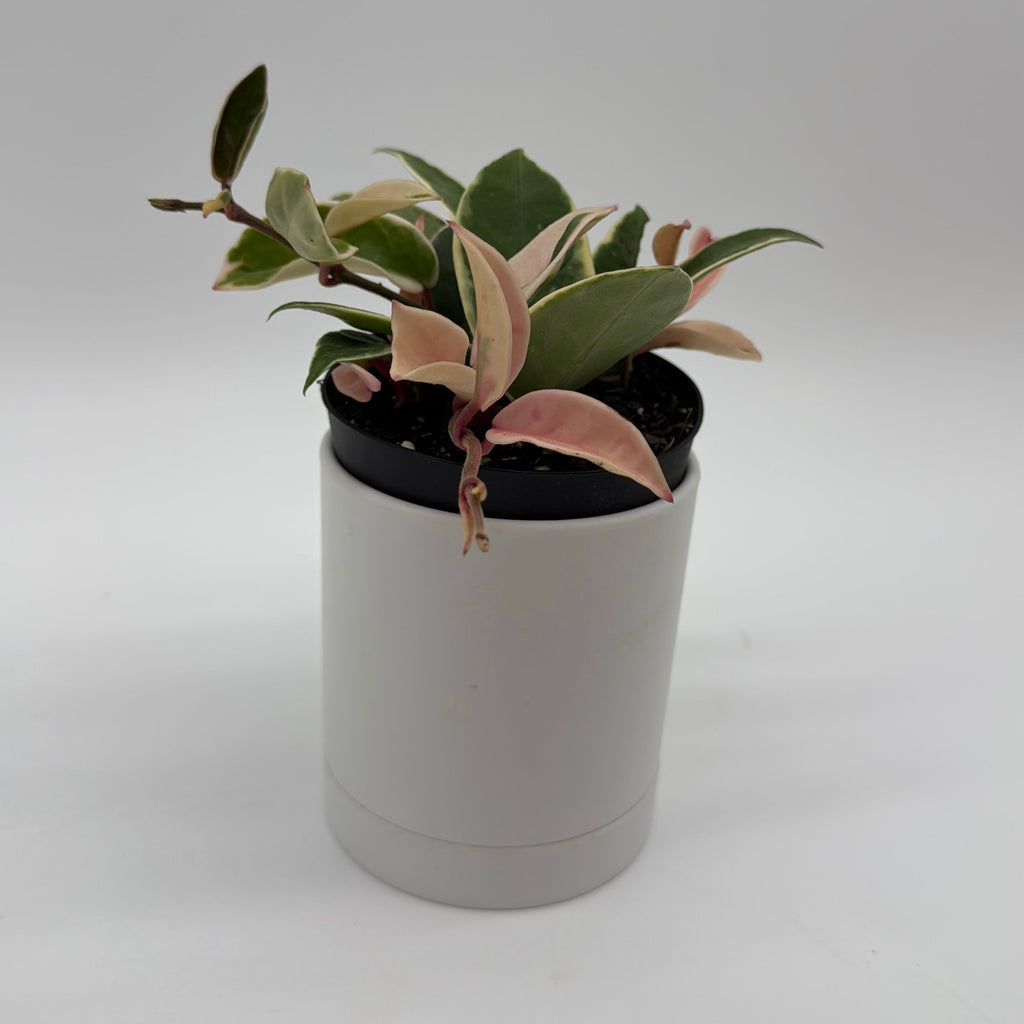 Hoya Krimson Queen