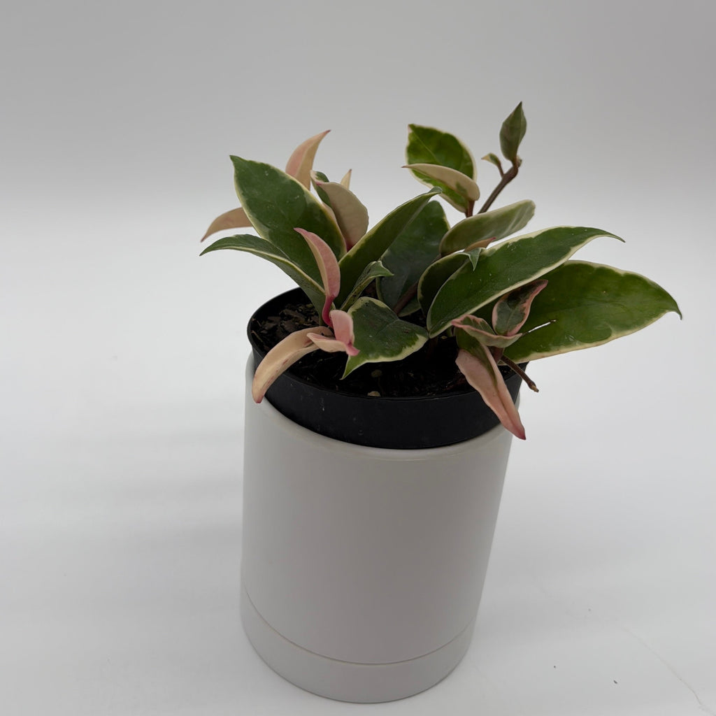 Hoya Krimson Queen