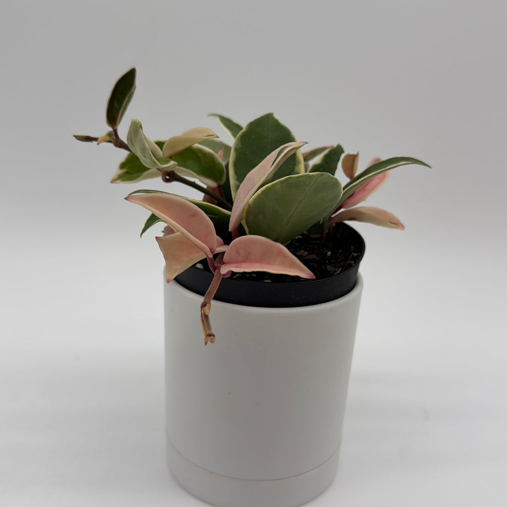 Hoya Krimson Queen