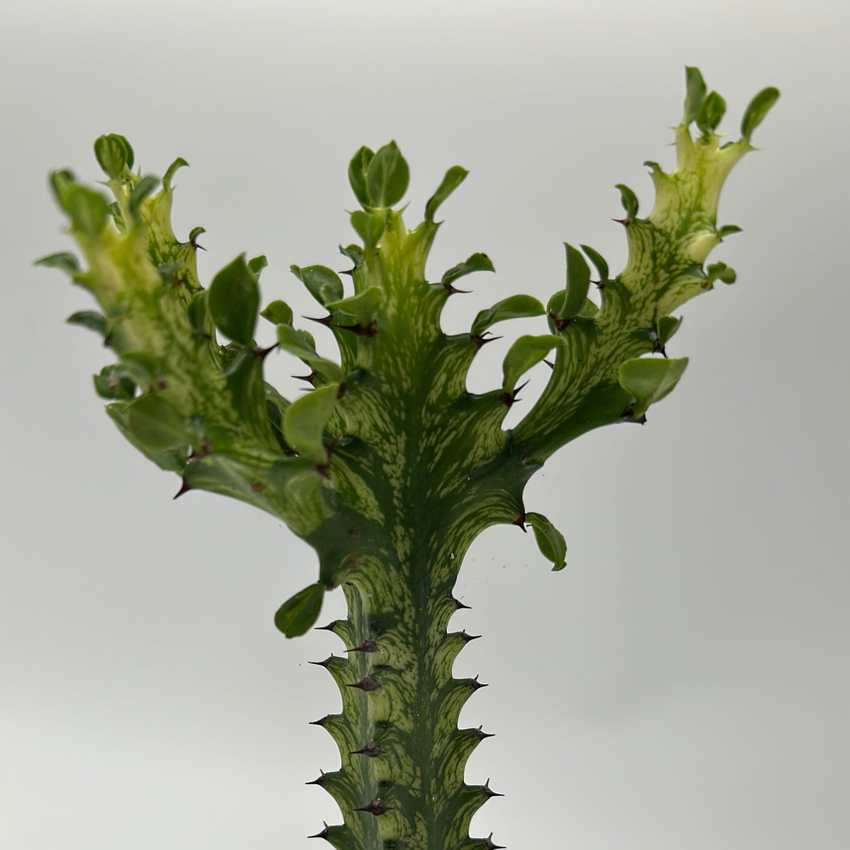 Variegated African Milk Tree (Euphorbia Trigona)
