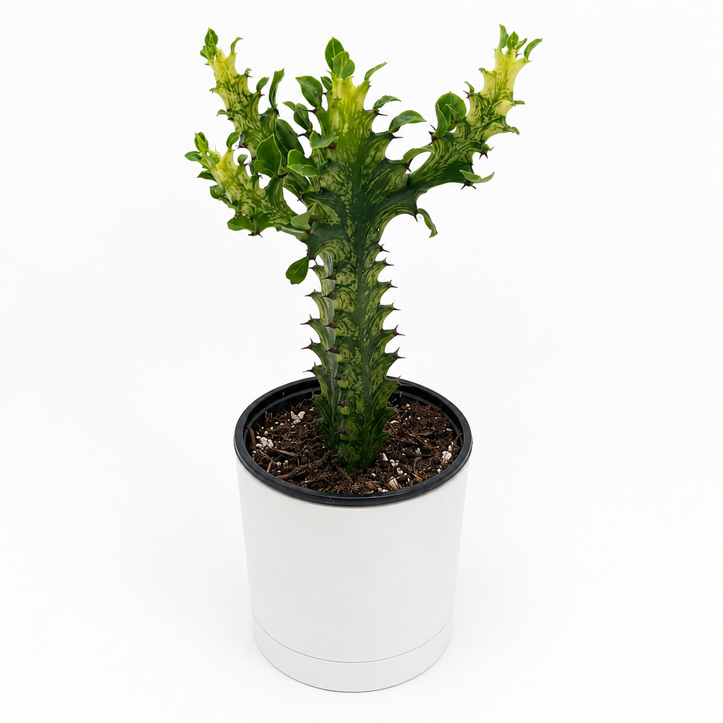 Variegated African Milk Tree (Euphorbia Trigona)