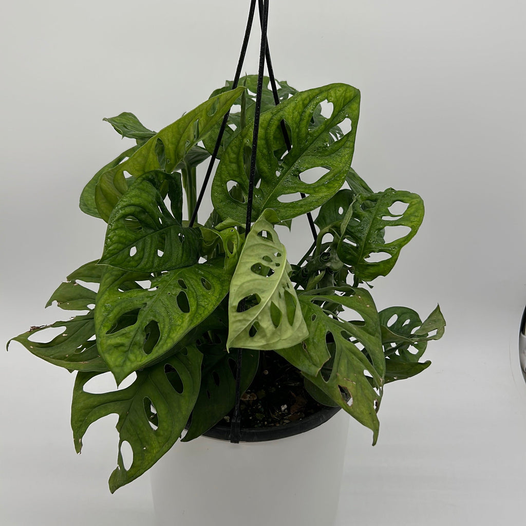 Monstera Adansonii (Swiss Cheese Plant)