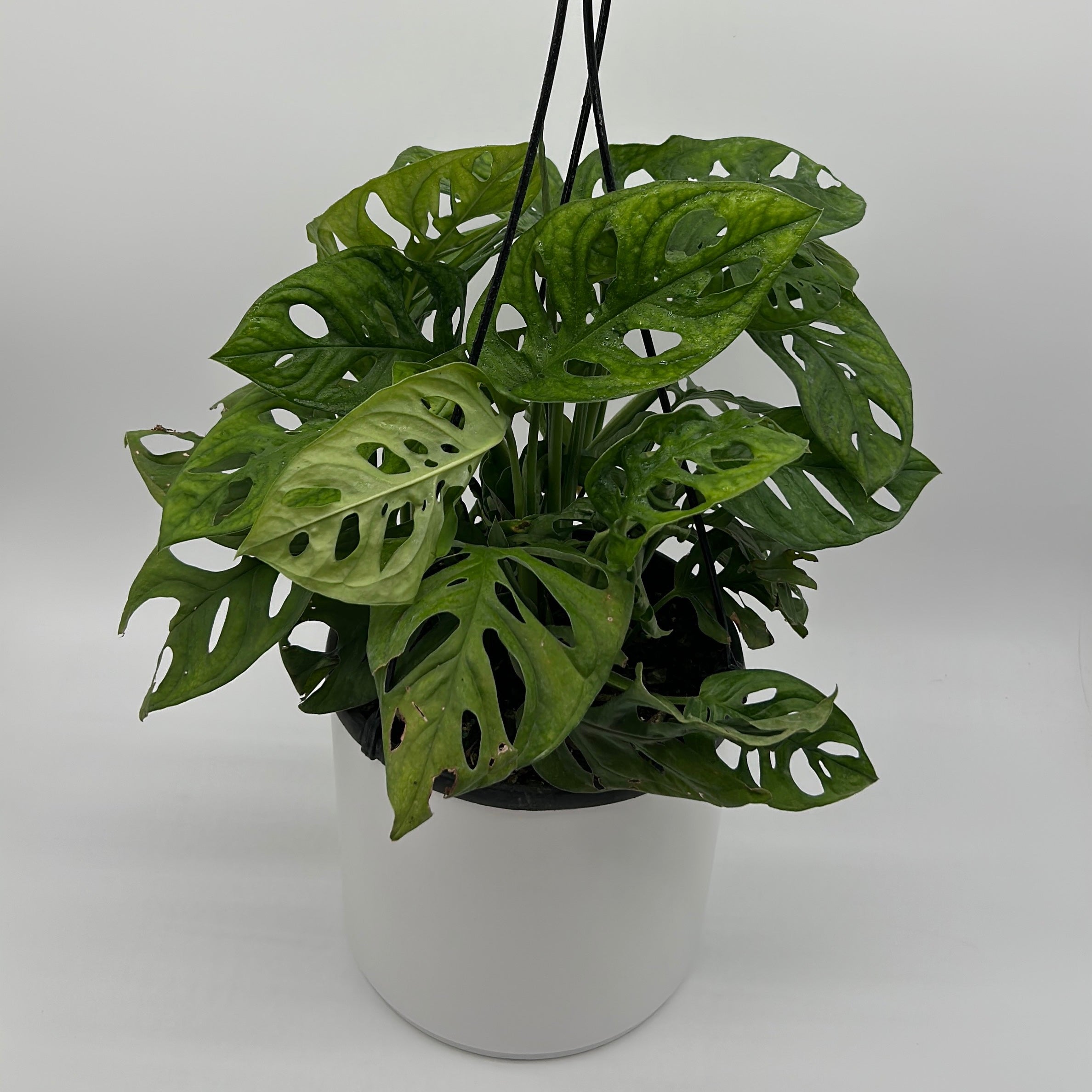 Monstera Adansonii (Swiss Cheese Plant)