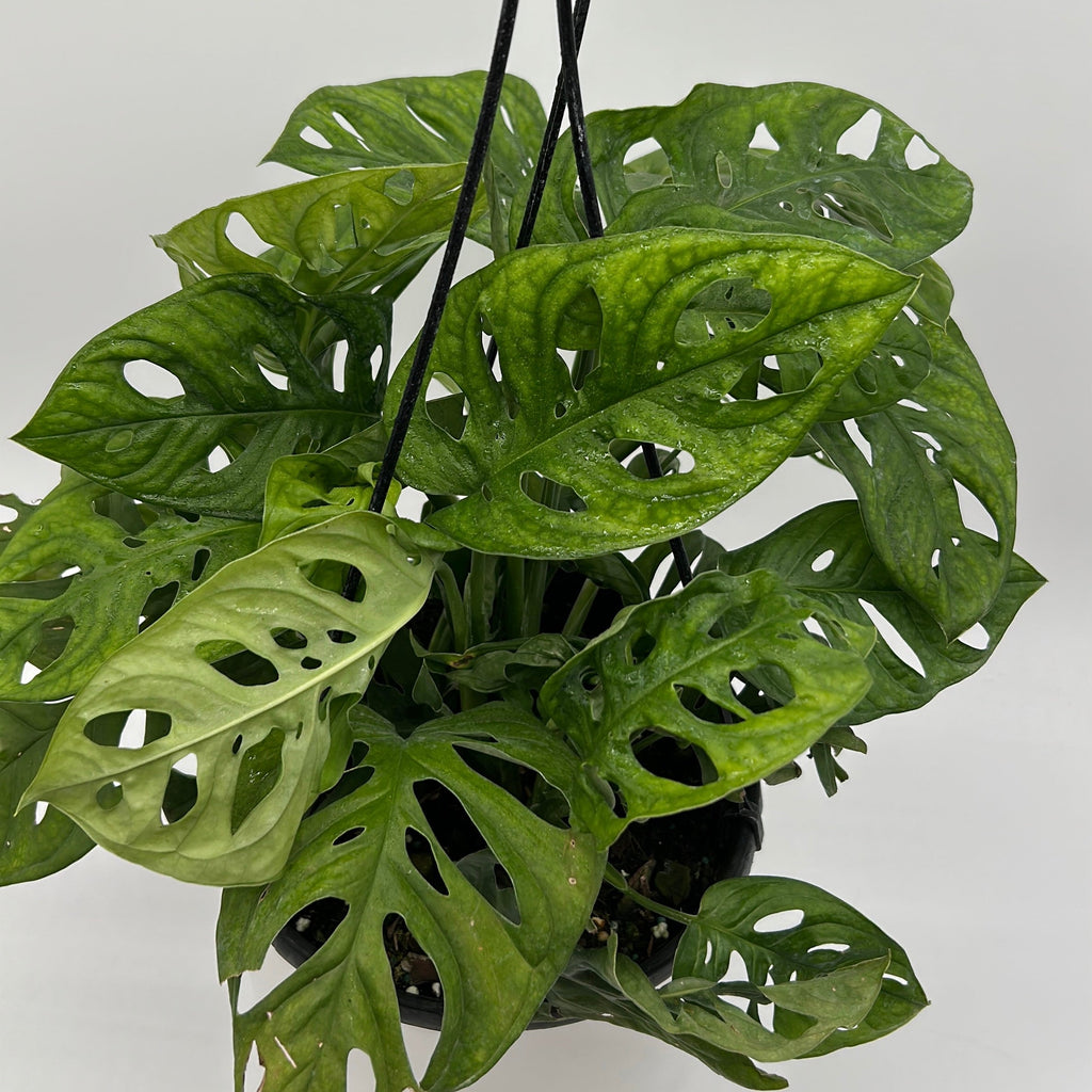 Monstera Adansonii (Swiss Cheese Plant)