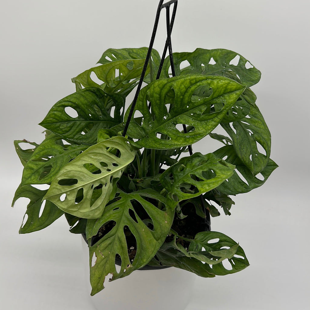 Monstera Adansonii (Swiss Cheese Plant)