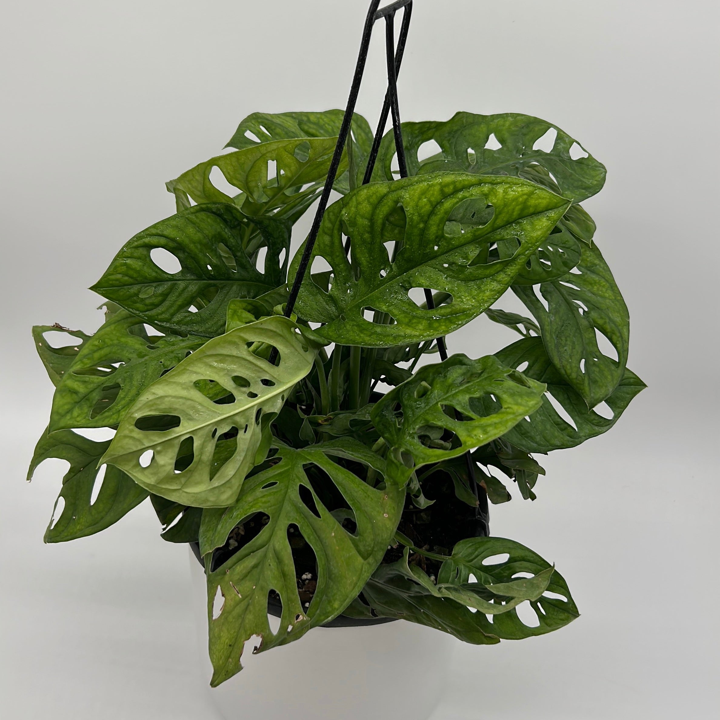 Monstera Adansonii (Swiss Cheese Plant)