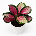Calathea Roseopicta 'Pale Rosy'