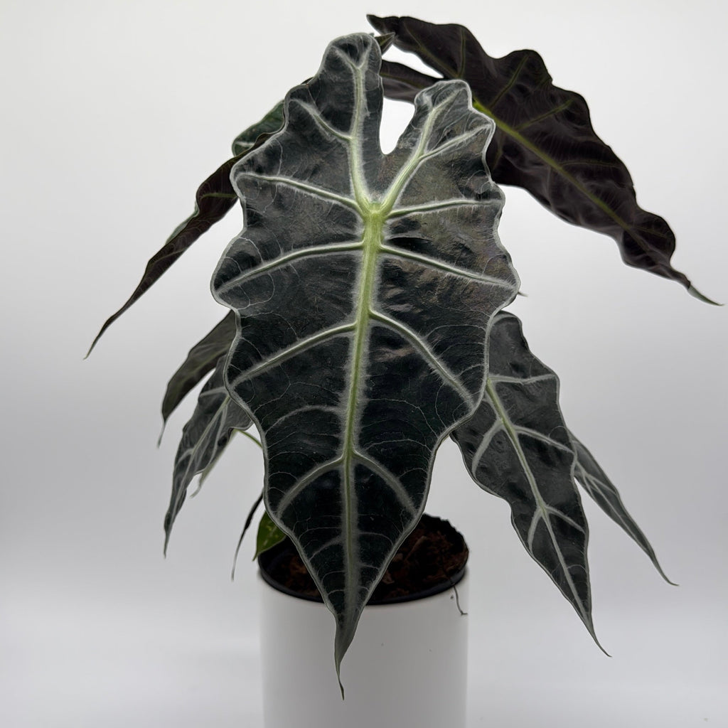 Alocasia Polly