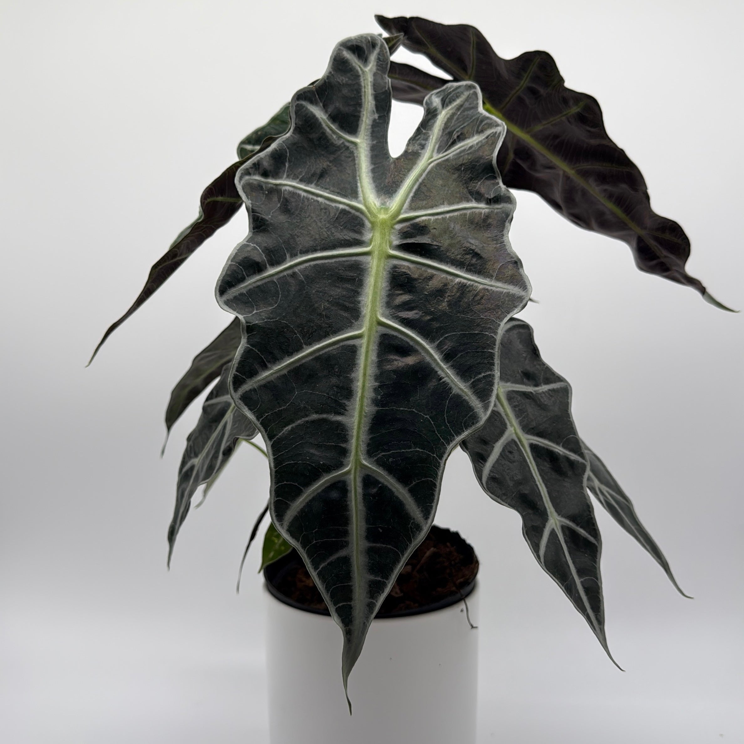 Alocasia Polly