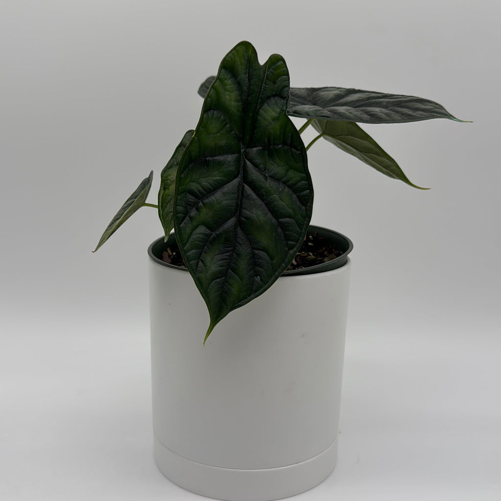 Alocasia Baginda 'Dragon Scale'