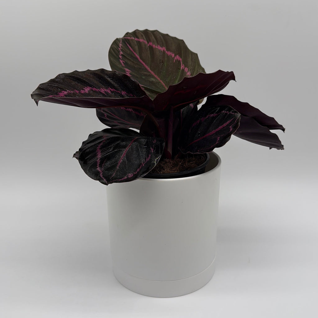 Calathea Dottie