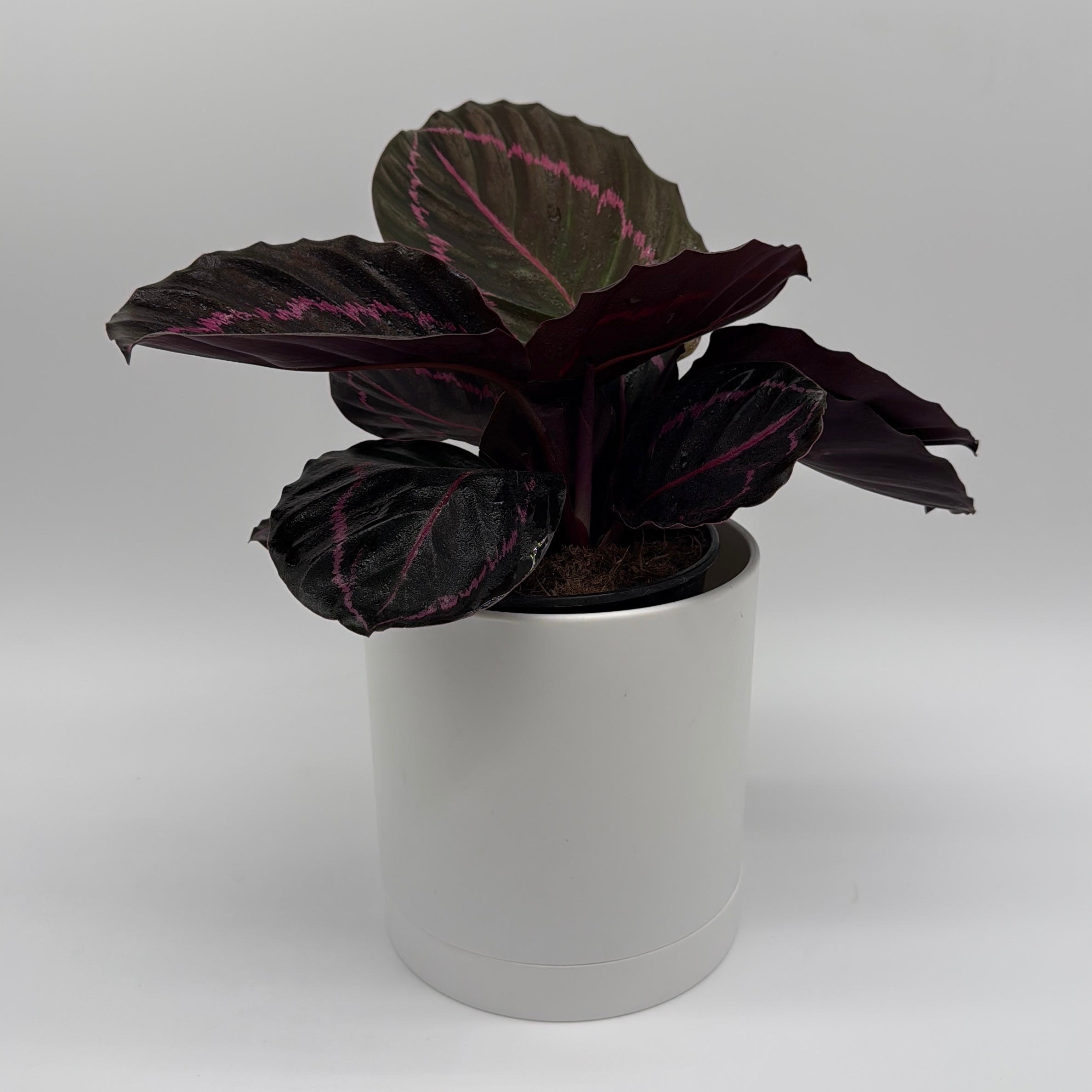 Calathea Dottie