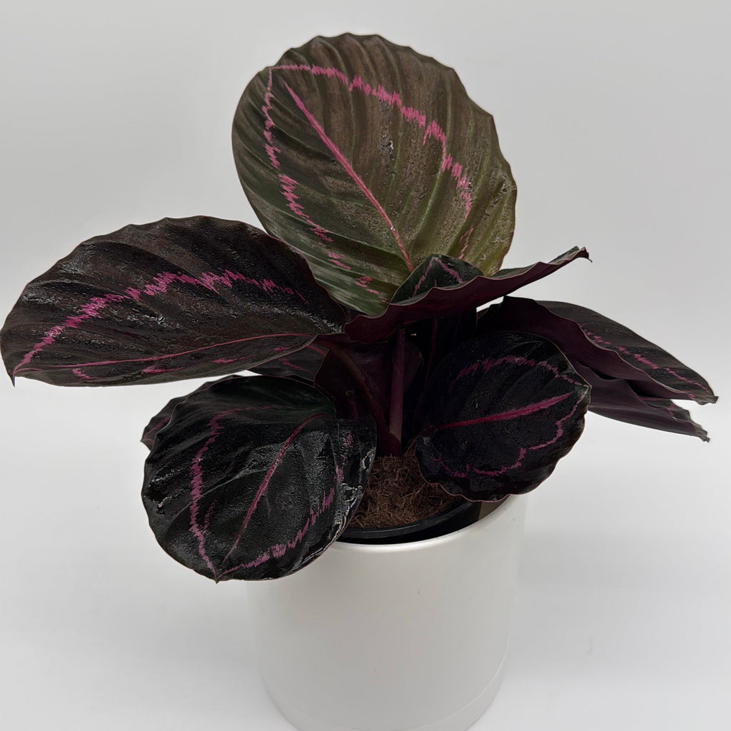 Calathea Dottie