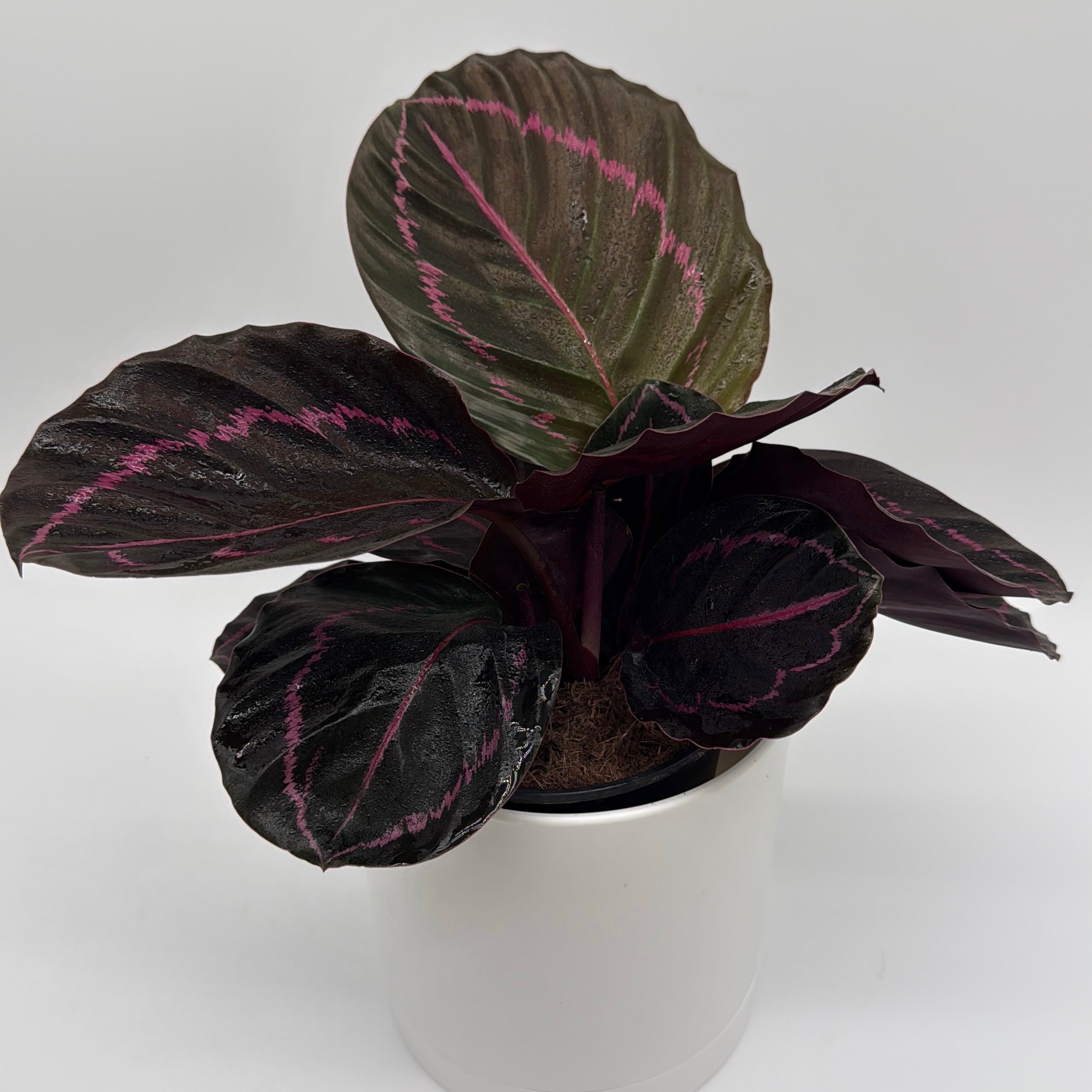 Calathea Dottie