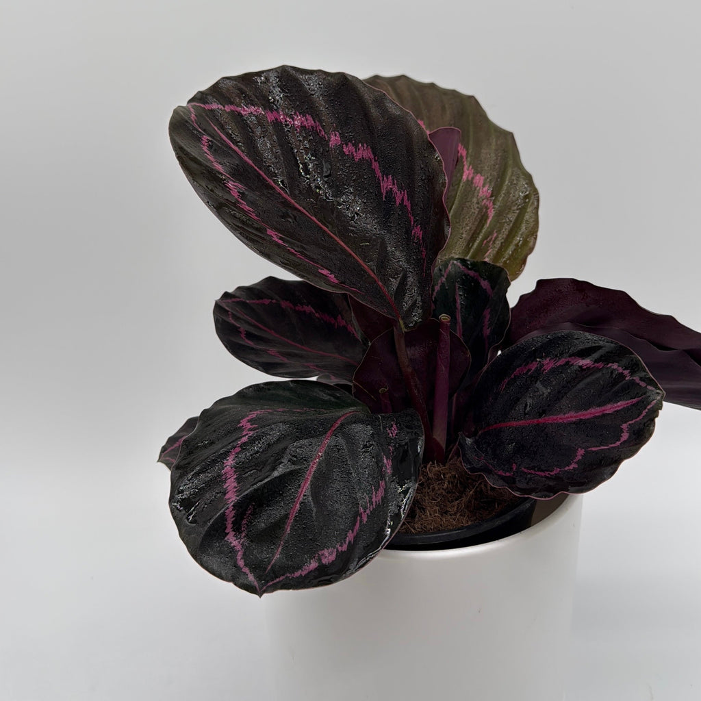 Calathea Dottie