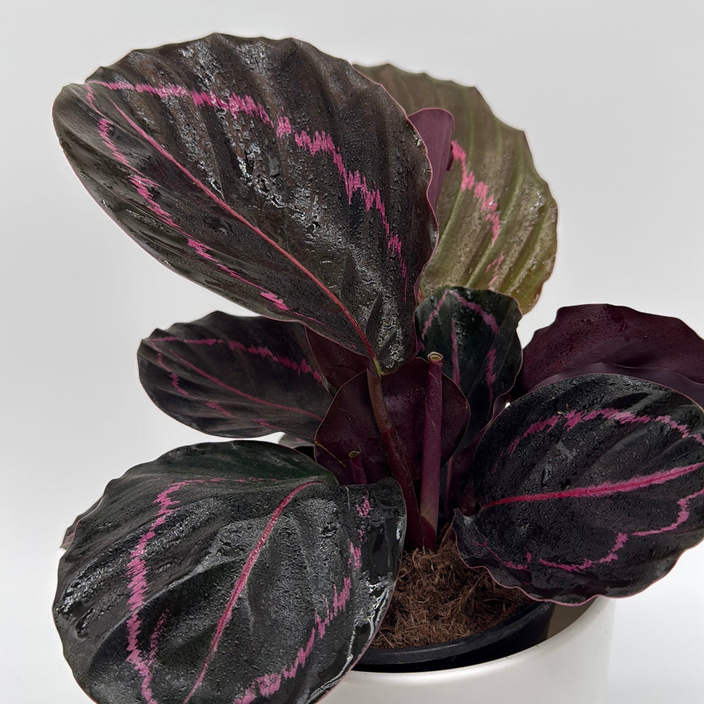 Calathea Dottie