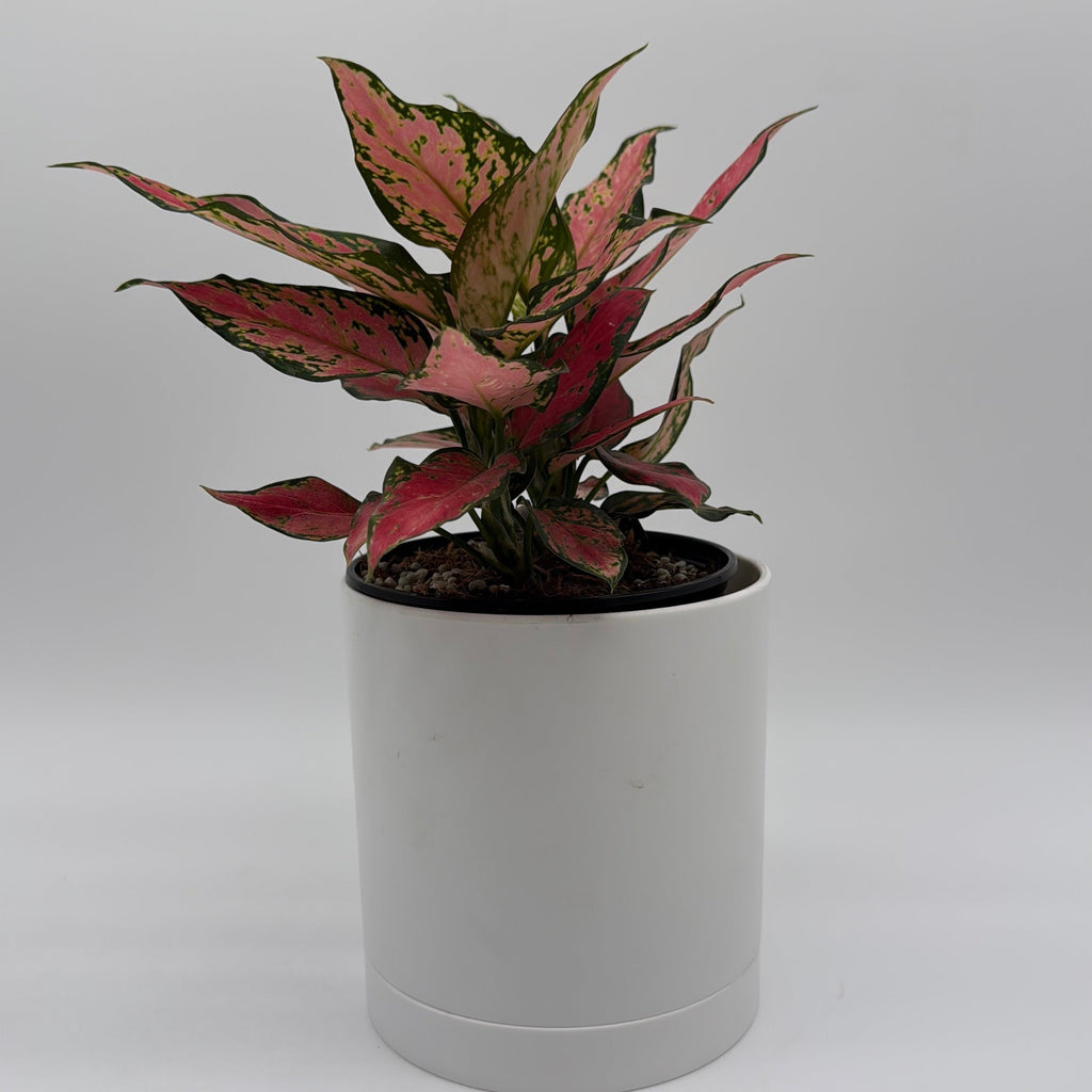 Aglaonema Red Hybrid