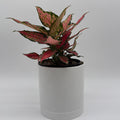 Aglaonema Red Hybrid