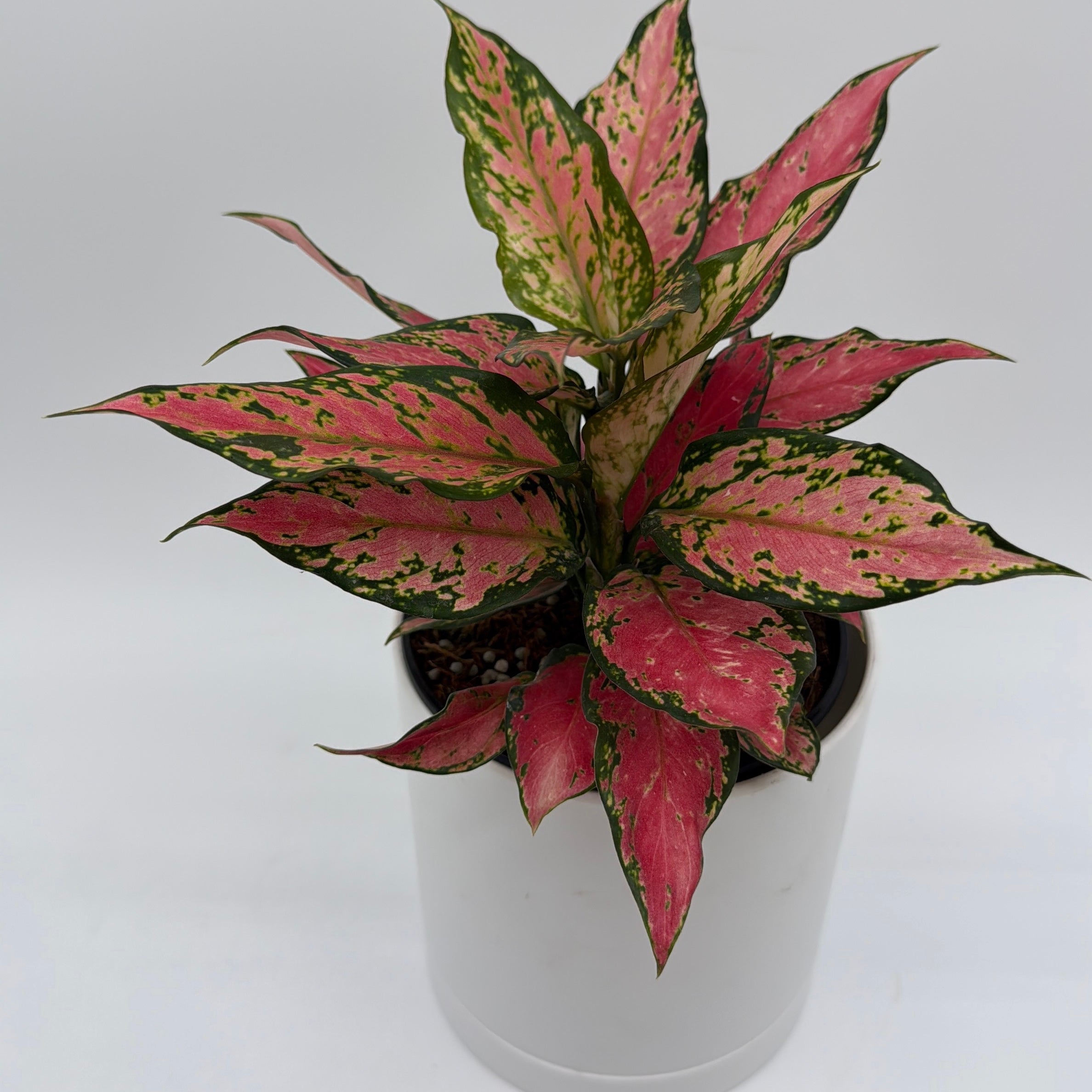 Aglaonema Red Hybrid