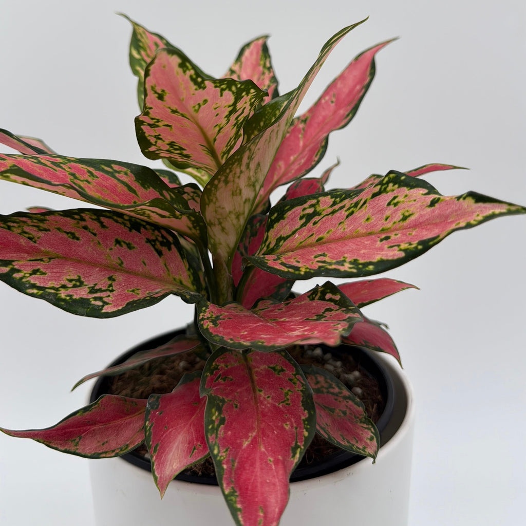Aglaonema Red Hybrid