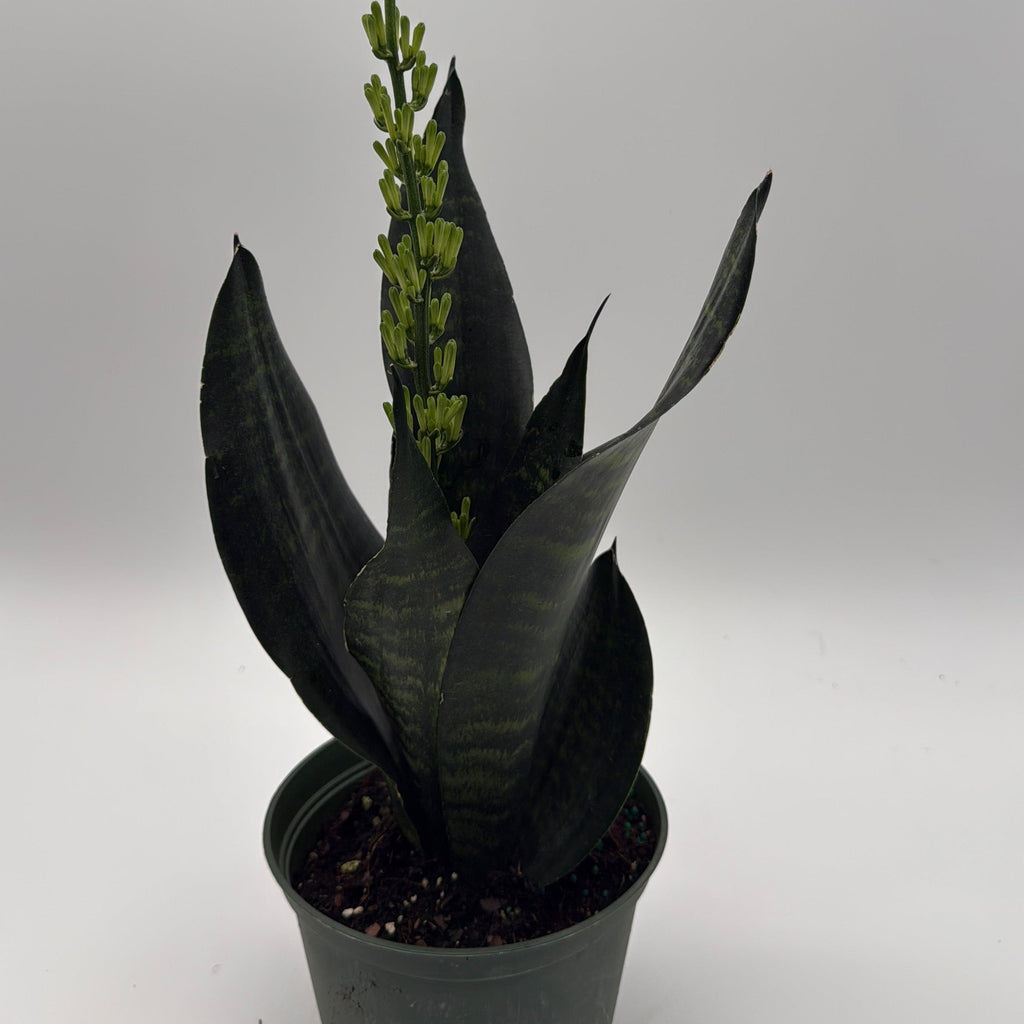 Sansevieria Robusta