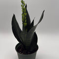 Sansevieria Robusta