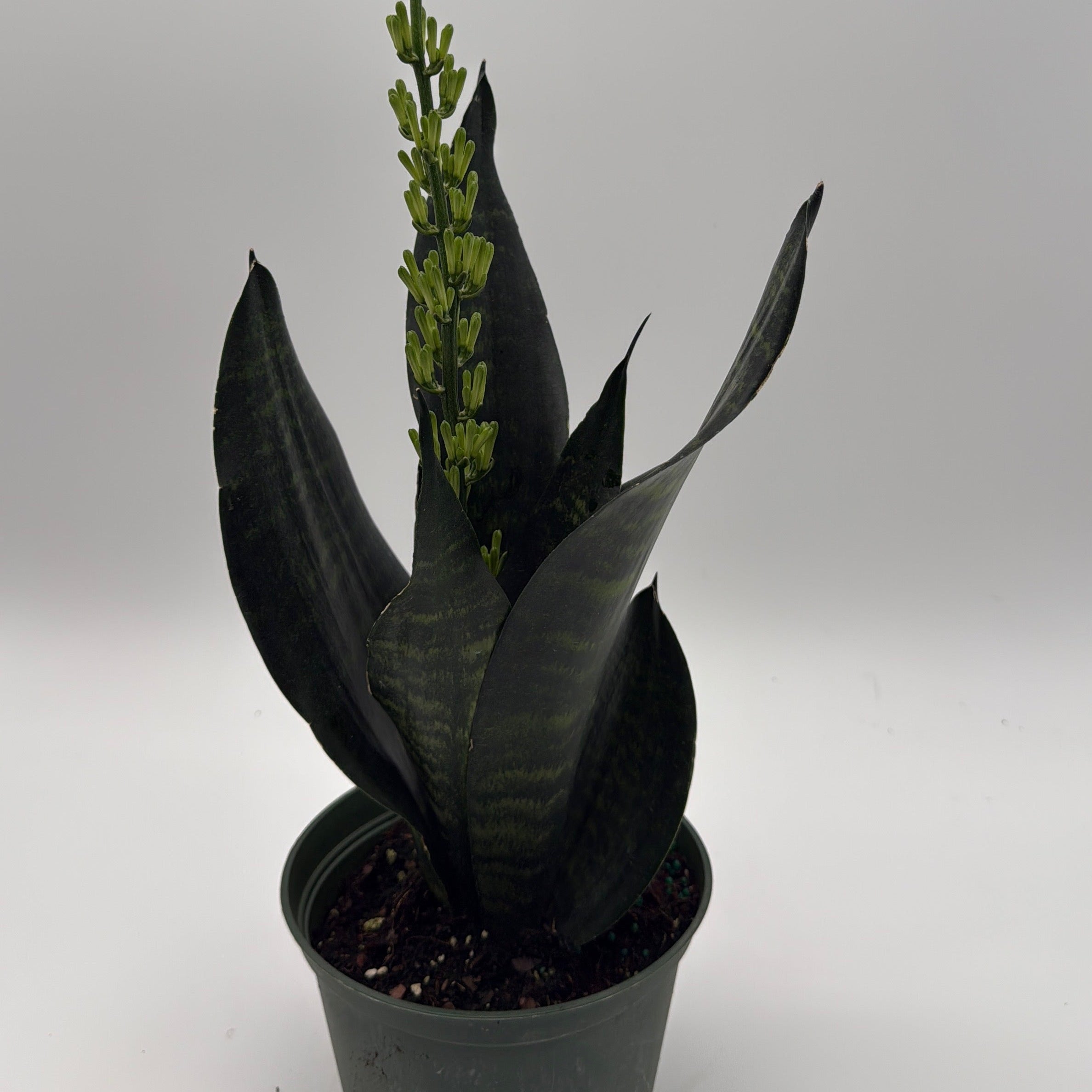Sansevieria Robusta