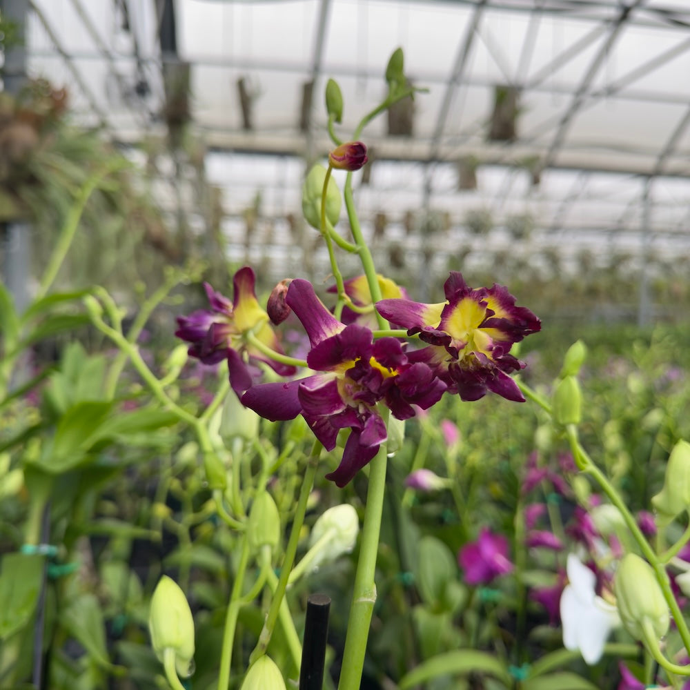 Mystery Blooming Orchid