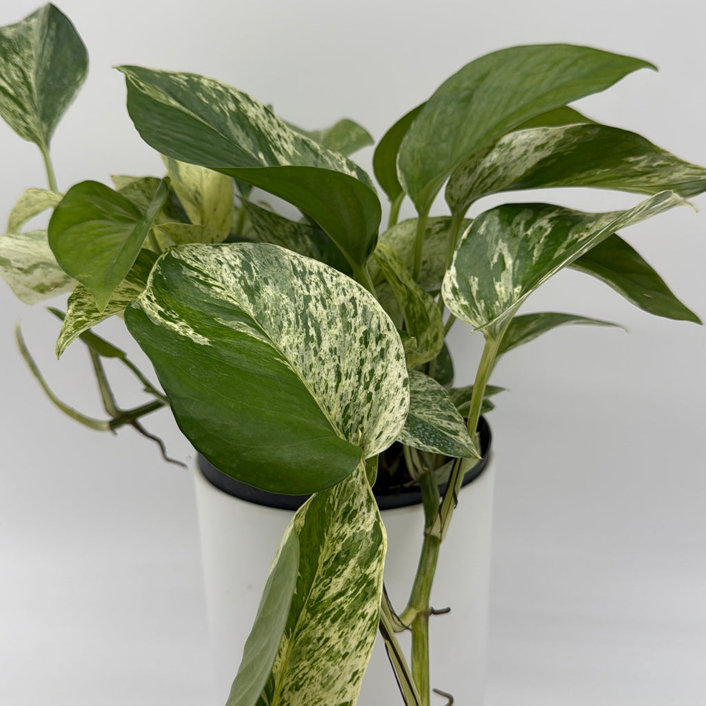 Pothos Marble Queen