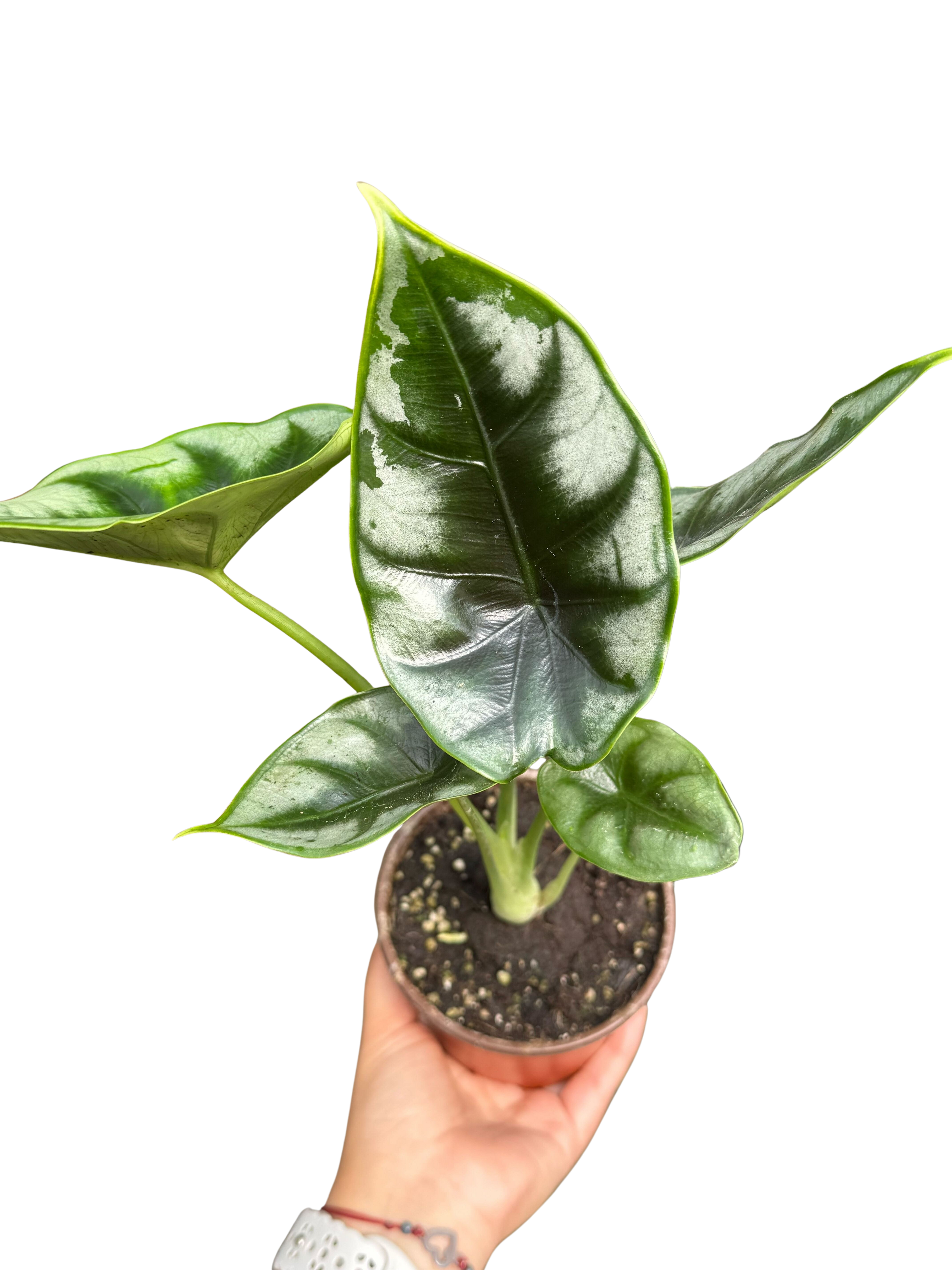 Alocasia 'Reversa'