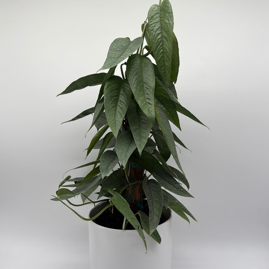 Pothos Cebu Blue