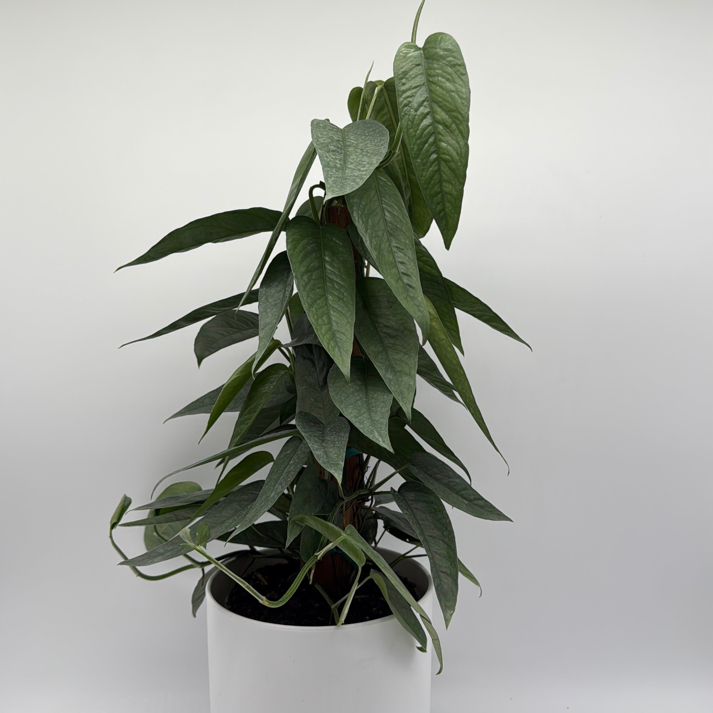 Pothos Cebu Blue