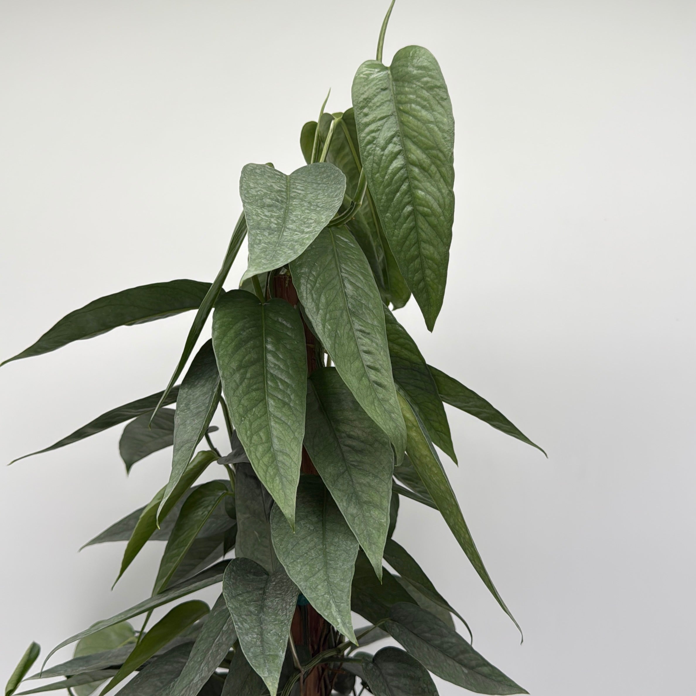 Pothos Cebu Blue