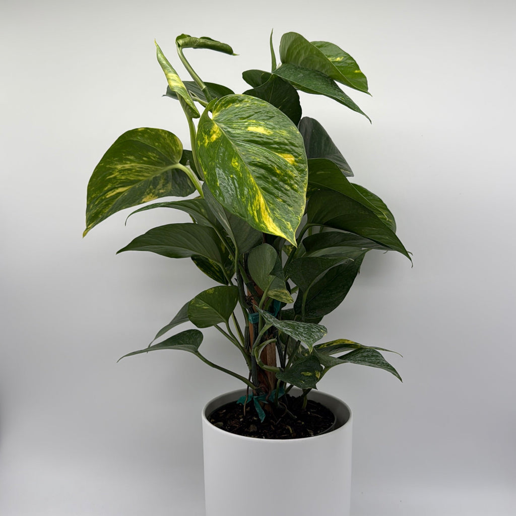 Hawaiian Pothos