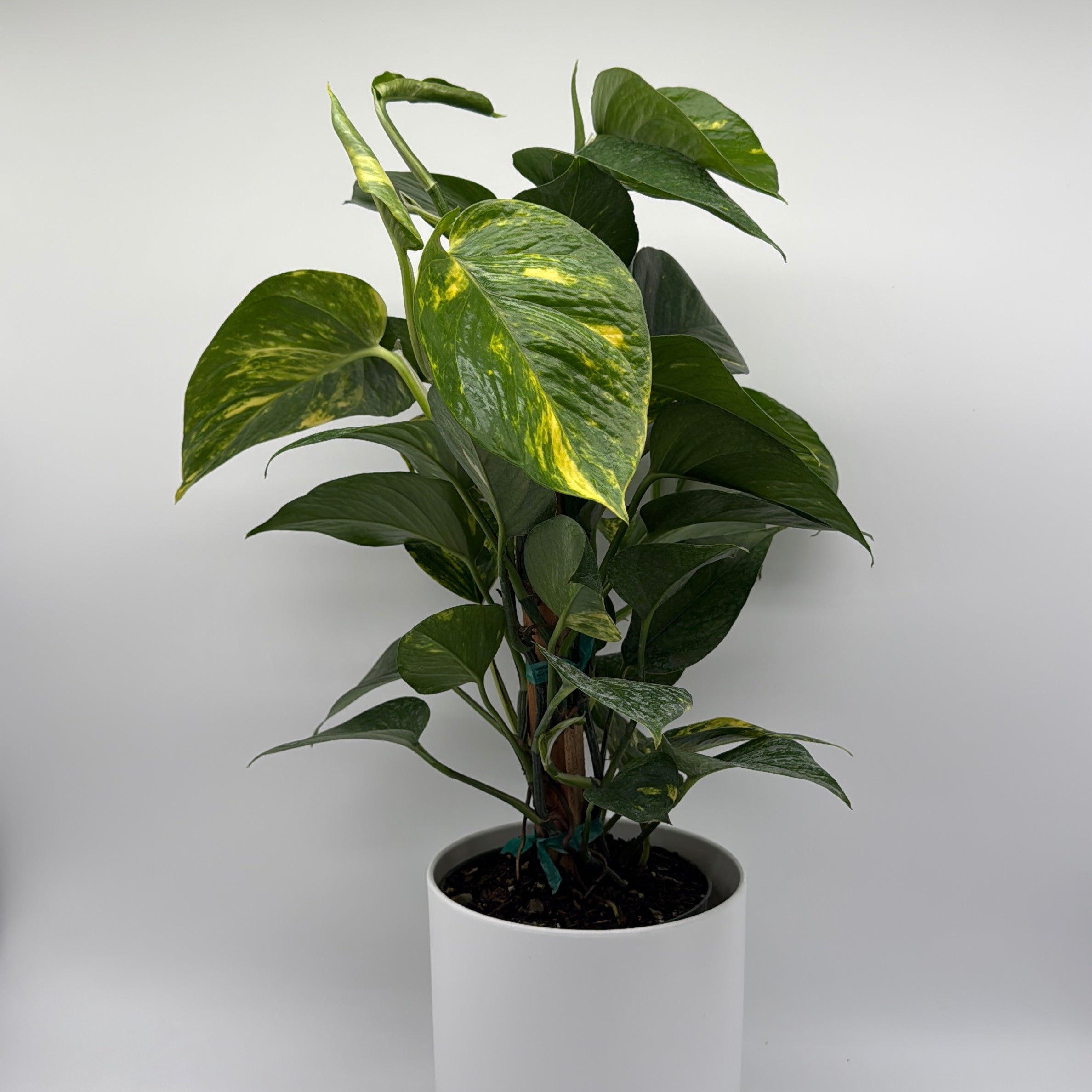 Hawaiian Pothos