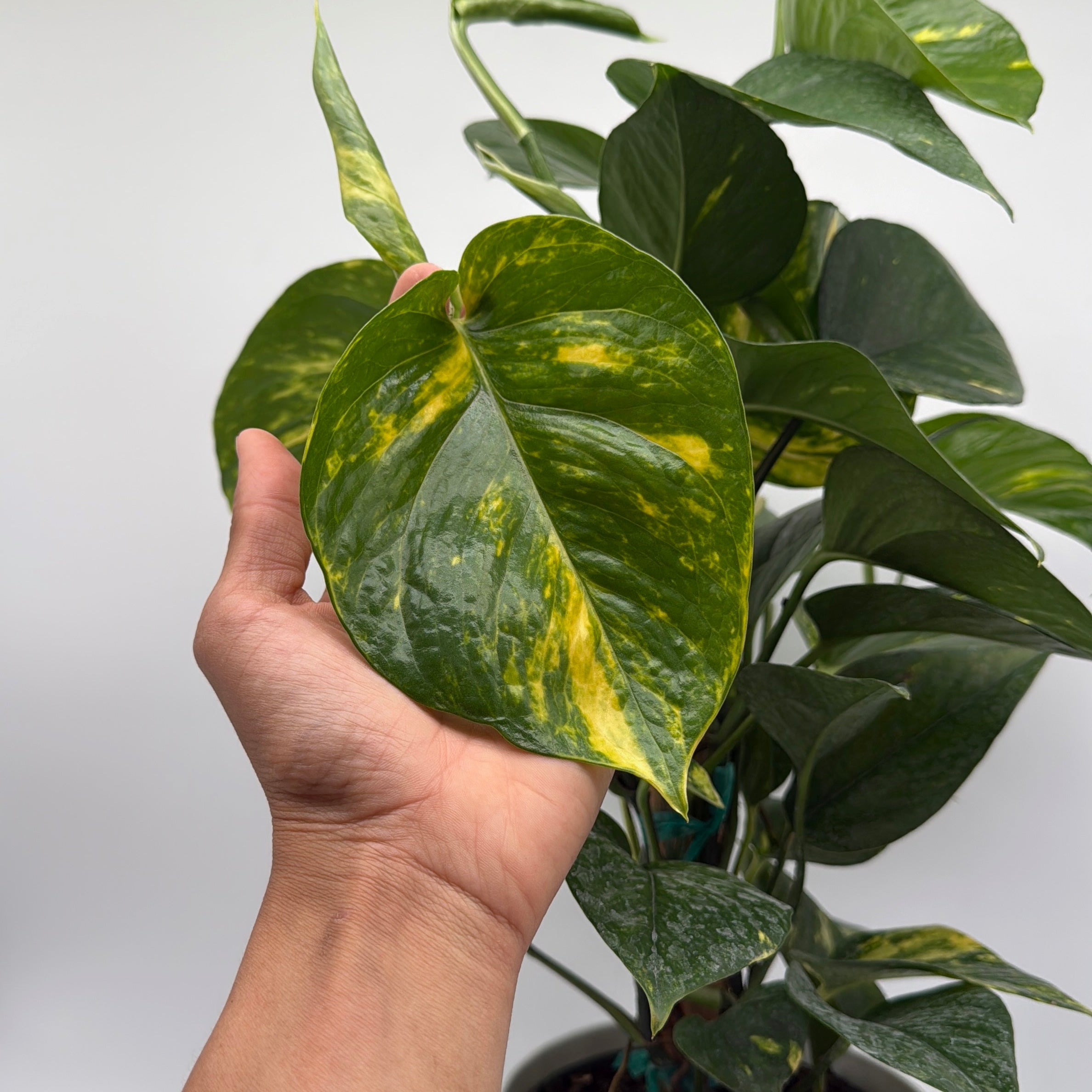 Hawaiian Pothos