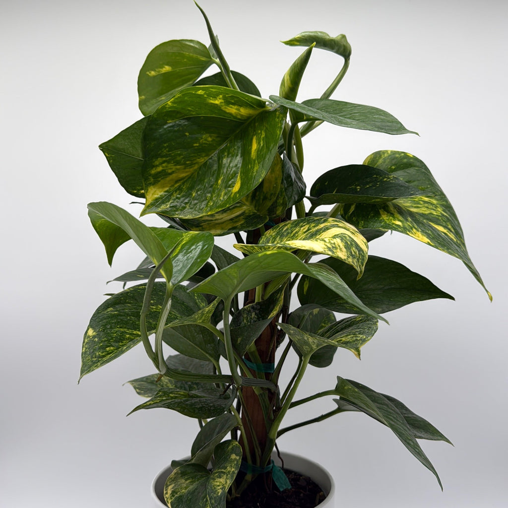 Hawaiian Pothos